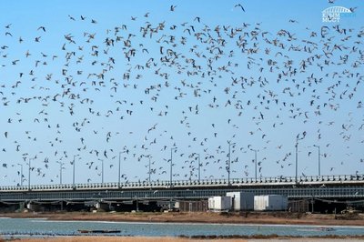 Рядом с Крымским мостом экологи установили гнездовья для птиц