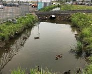 Из-за незаконно построенного проезда в Кудрово в Ленобласти образовался пруд с утками
